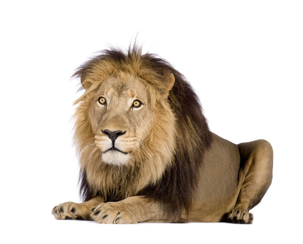 Lion (4 and a half years) - Panthera leo in front of a white background