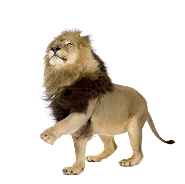 León (4 años y medio) - Panthera leo — Foto de Stock