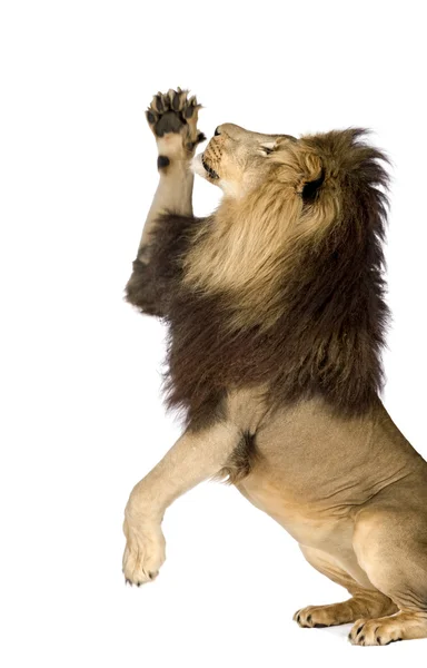 stock image Lion (4 and a half years) - Panthera leo