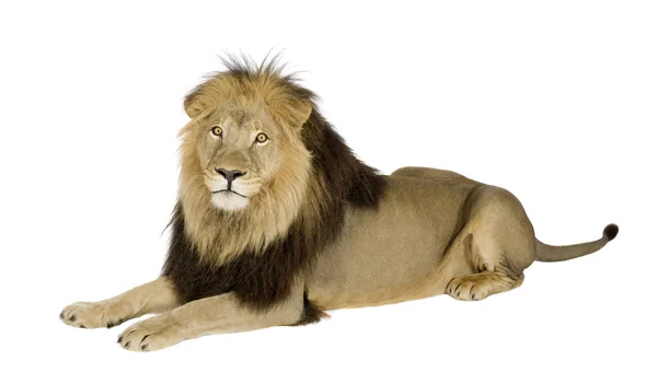 Löwe (8 Jahre) - Panthera leo — Stockfoto