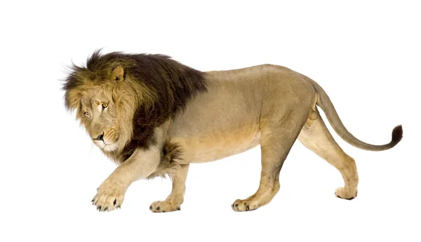 Lion (4 and a half years) - Panthera leo — Stock Photo, Image