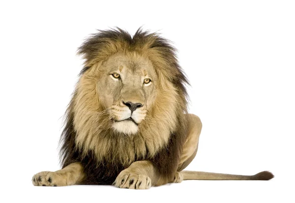 León (4 años y medio) - Panthera leo — Foto de Stock