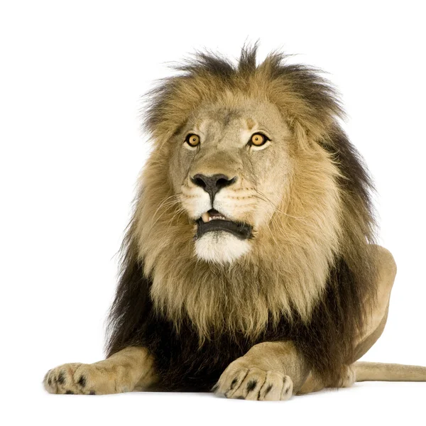 Lion (4 ans et demi) - Panthera leo — Photo