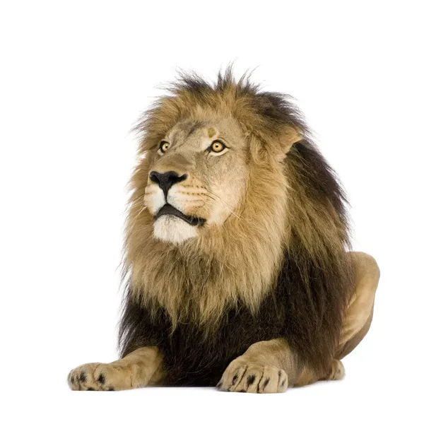 Leão (4 anos e meio) - Panthera leo — Fotografia de Stock