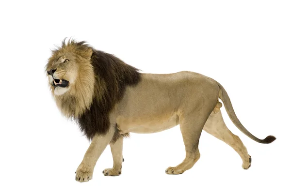 Leão (4 anos e meio) - Panthera leo — Fotografia de Stock
