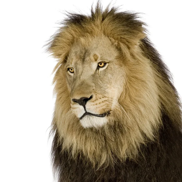 Lejon (4 och ett halvt år) - Panthera leo — Stockfoto