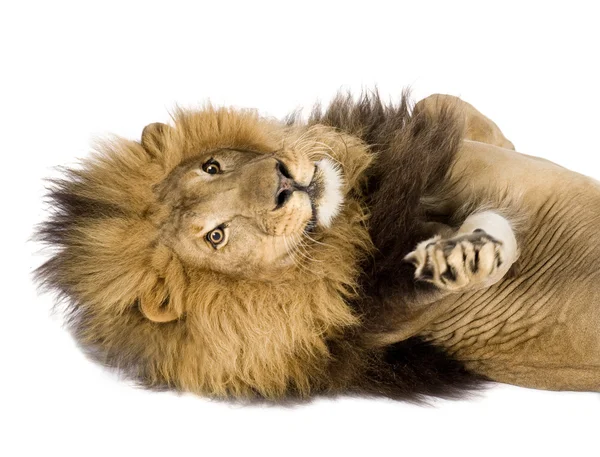 狮子 (8 年)-非洲狮 — 图库照片