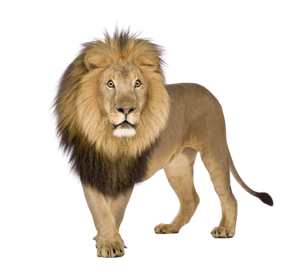 Lion (8 years) - Panthera leo in front of a white background