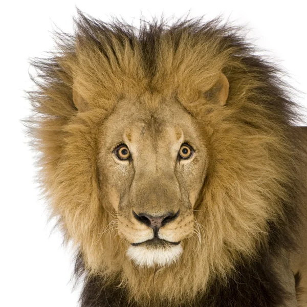 Крупный план на голове льва (8 лет) - Panthera leo — стоковое фото
