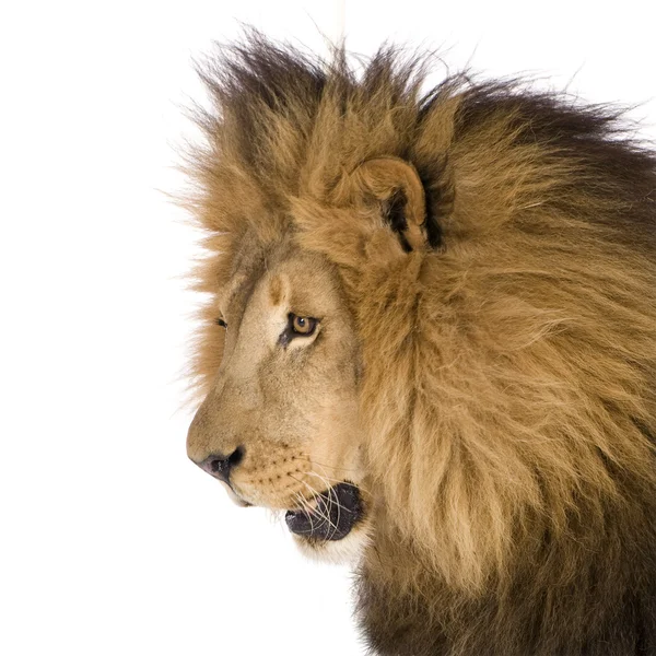 Lev (8 let) - Panthera leo — Stock fotografie