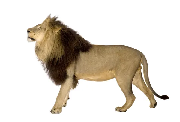 Λιοντάρι (8 ετών) - Panthera leo — Φωτογραφία Αρχείου