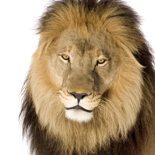 ライオン（8歳） - パンテーラレオ — ストック写真