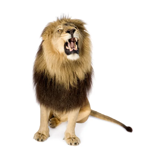 Lion (8 años) - Panthera leo —  Fotos de Stock