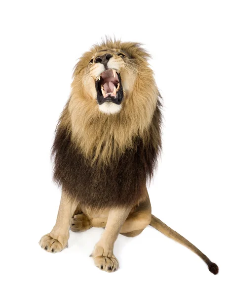 Løve (8 år) - Panthera leo - Stock-foto