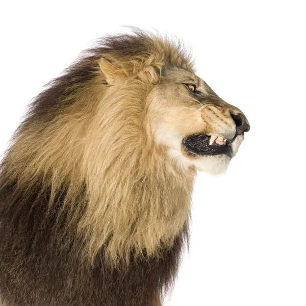 Aslan (8 yıl) - Panthera leo — Stok fotoğraf