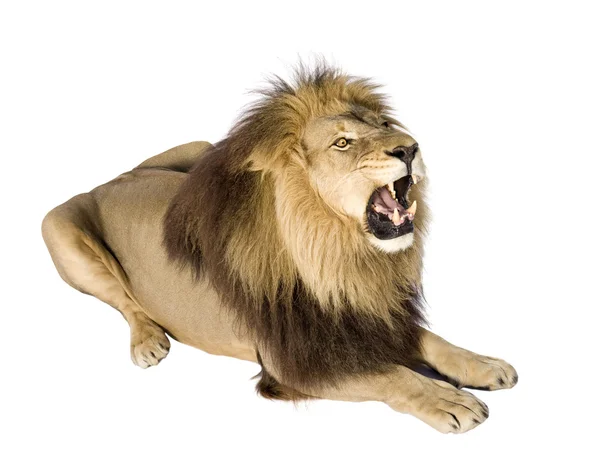Λιοντάρι (8 ετών) - Panthera leo — Φωτογραφία Αρχείου