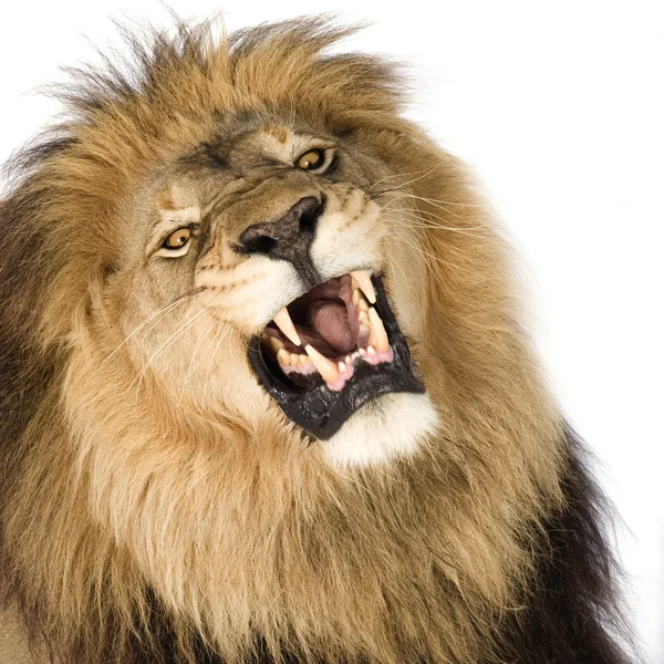 Лев (8 лет) - Panthera leo — стоковое фото