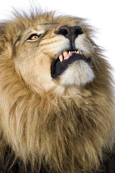Singa (8 tahun) Panthera leo — Stok Foto