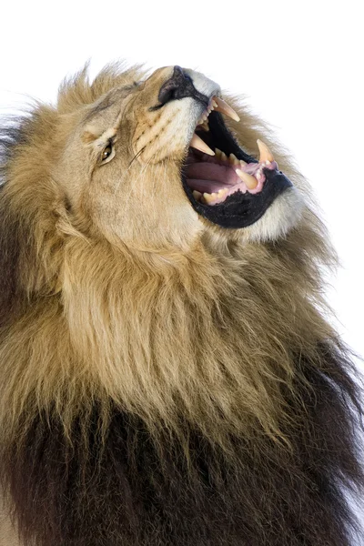 Lion (8 lat) - Panthera leo — Zdjęcie stockowe