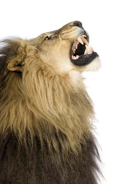 Singa (4 setengah tahun) Panthera leo — Stok Foto