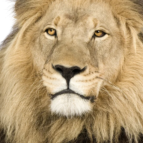 Aslan (4 ve buçuk yıl) - Panthera leo — Stok fotoğraf