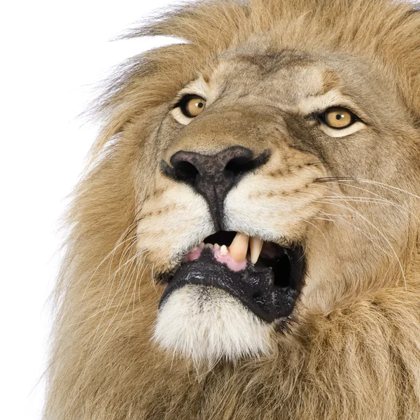 Oroszlán (4 és fél éves) - Panthera leo — Stock Fotó