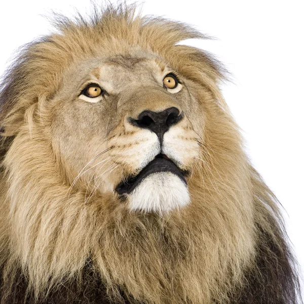 Лев (4 з половиною років) - лев — стокове фото