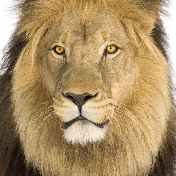 Primer plano sobre la cabeza de un León (8 años) - Panthera leo —  Fotos de Stock