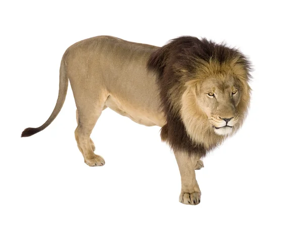 Λιοντάρι (4 και μισό χρόνια) - Panthera leo — Φωτογραφία Αρχείου