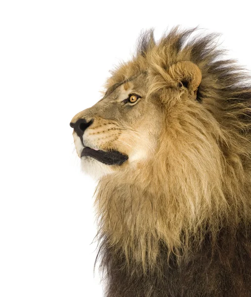 Lew (4 i pół roku) - Panthera leo — Zdjęcie stockowe