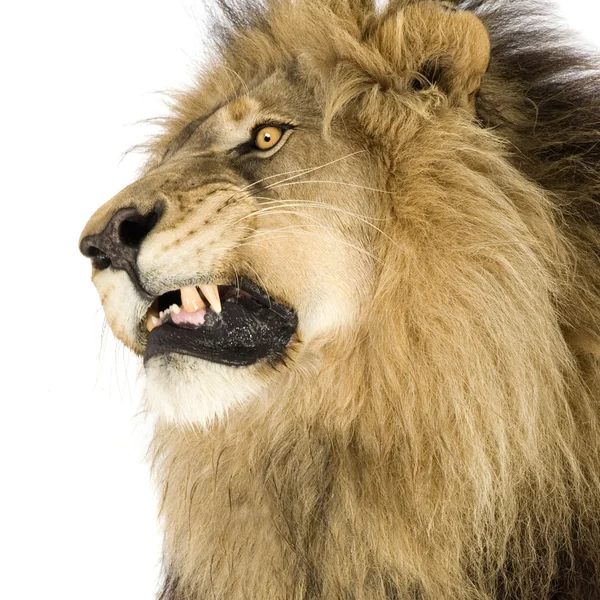 Oroszlán (4 és fél éves) - Panthera leo — Stock Fotó