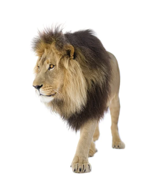 Löwe (viereinhalb Jahre) - Panthera leo — Stockfoto