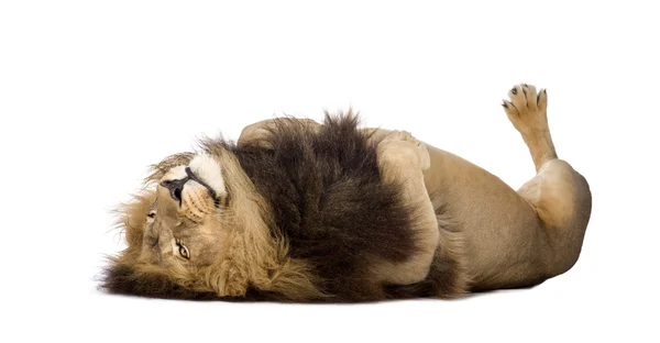 狮子 (4 和一年半)-非洲狮 — 图库照片