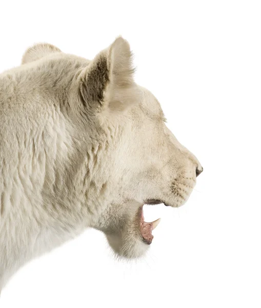 Weiße Löwin (8 Jahre) - Panthera leo — Stockfoto