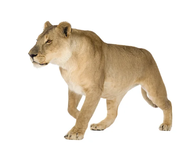 Leoa (8 anos) - Panthera leo — Fotografia de Stock