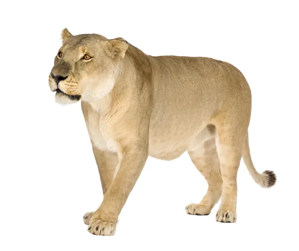 Löwin (8 Jahre) - Panthera leo — Stockfoto