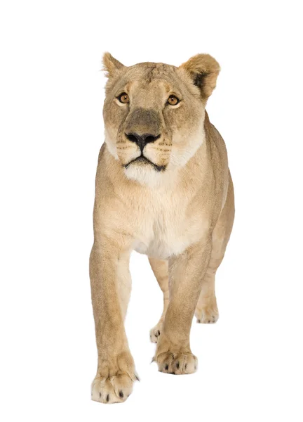 Lioness (8 ani) - Panthera leo — Fotografie, imagine de stoc