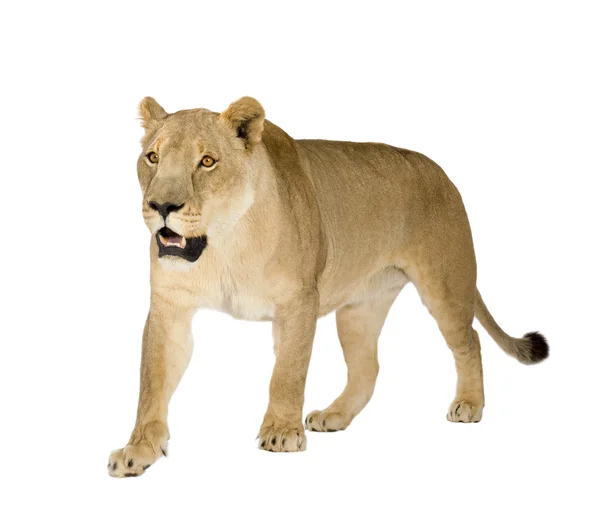 Львица (8 лет) - Panthera leo — стоковое фото