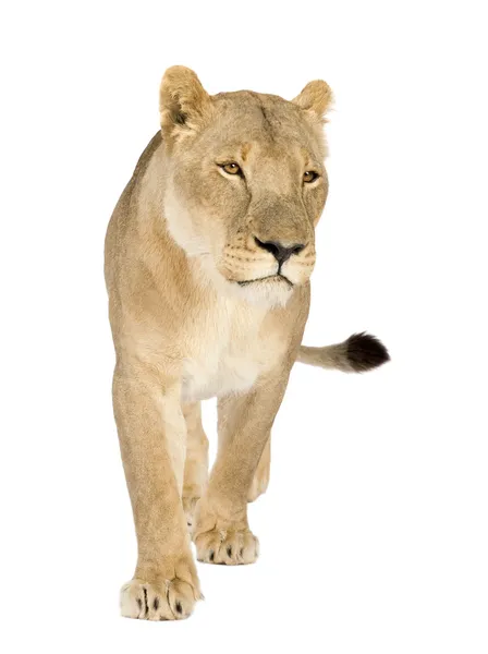 Leoa (8 anos) - Panthera leo — Fotografia de Stock