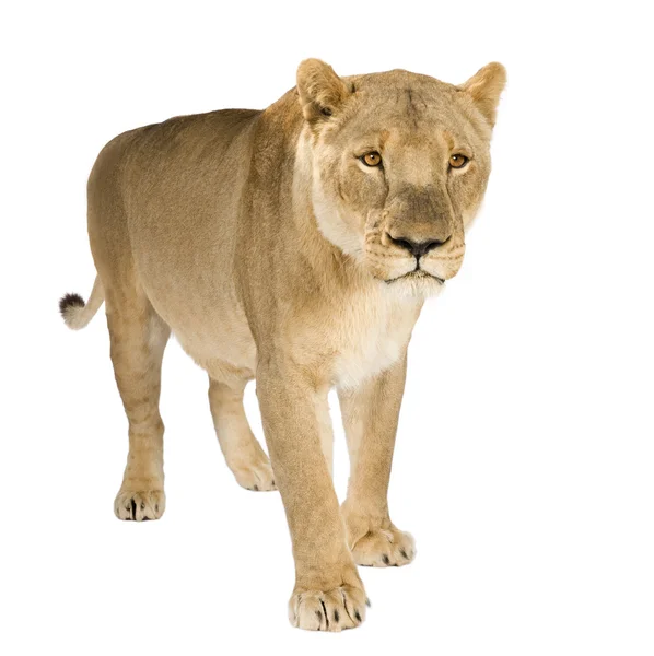 Львица (8 лет) - Panthera leo — стоковое фото