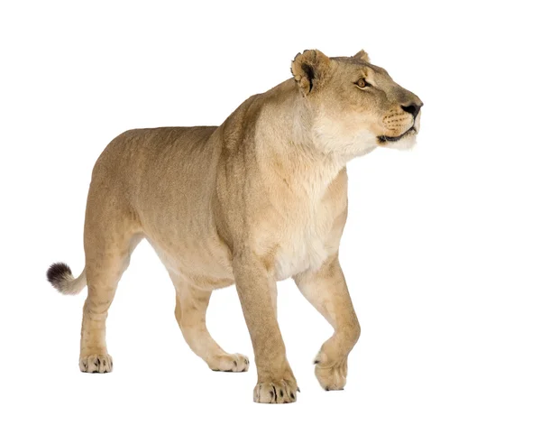 Lwica (8 lat) - Panthera leo — Zdjęcie stockowe