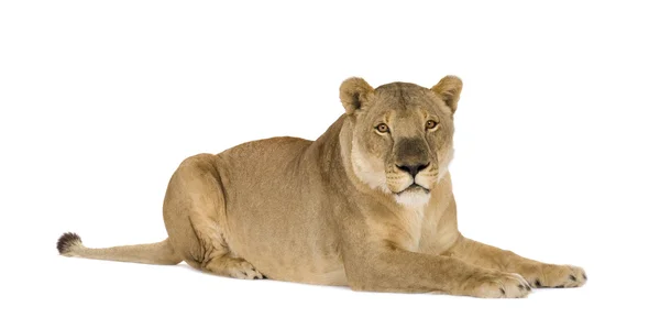 Leona (8 años) - Panthera leo — Foto de Stock