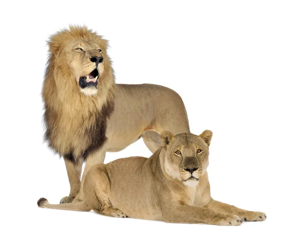 Oroszlán (8 év) - Panthera leo — Stock Fotó