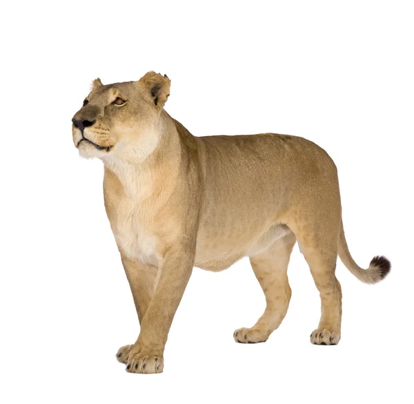 Lejoninna (8 år) - Panthera leo — Stockfoto