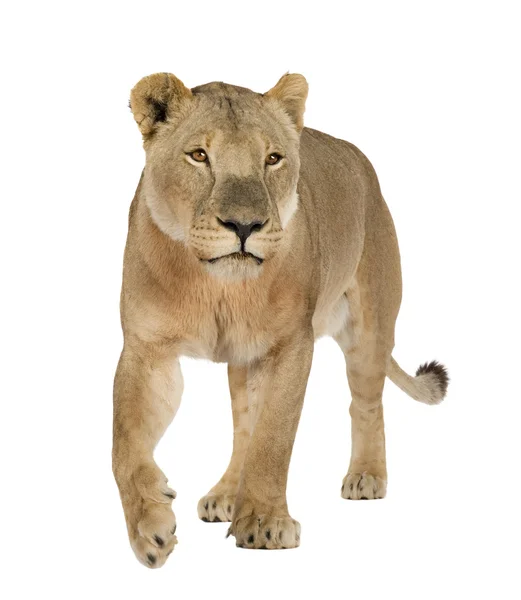 Leonessa (8 anni) - Panthera leo — Foto Stock