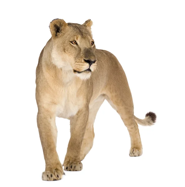 母狮 (8 年)-非洲狮 — 图库照片