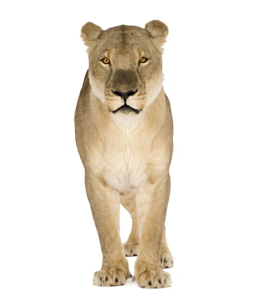 Lejoninna (8 år) - Panthera leo — Stockfoto