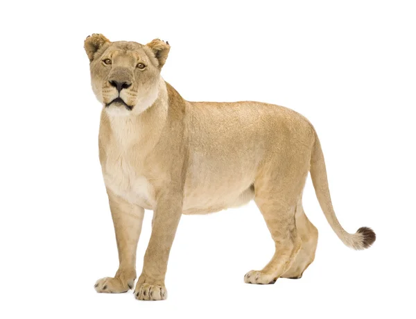 Leonessa (8 anni) - Panthera leo — Foto Stock