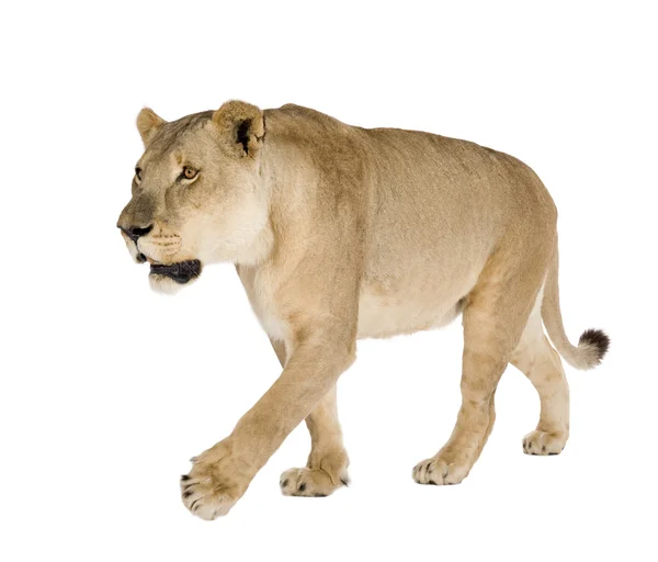 Lioness (8 years) - Panthera leo — Stock Photo, Image