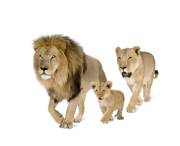 Lion's familie — Stockfoto